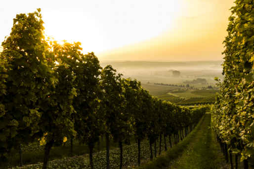 planwagenfahrt weinwanderung stuttgart