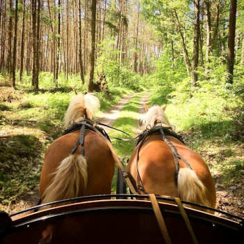 Planwagen Mieten Marl