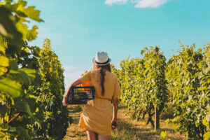 weingut mit übernachtung und weinprobe