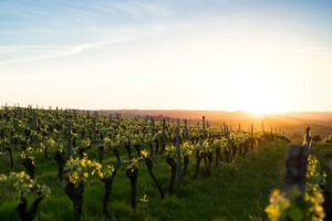 Weinprobe mit Übernachtung