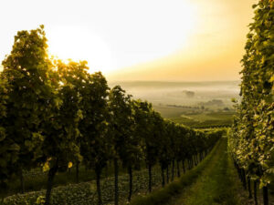 weinwanderung stuttgart