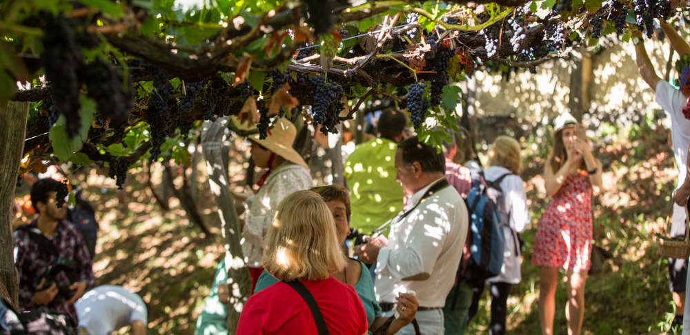Weinwanderung Freinsheim